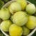 苏瑞日本甜宝甜瓜种子香瓜春夏秋蔬菜种籽高产高甜香瓜种