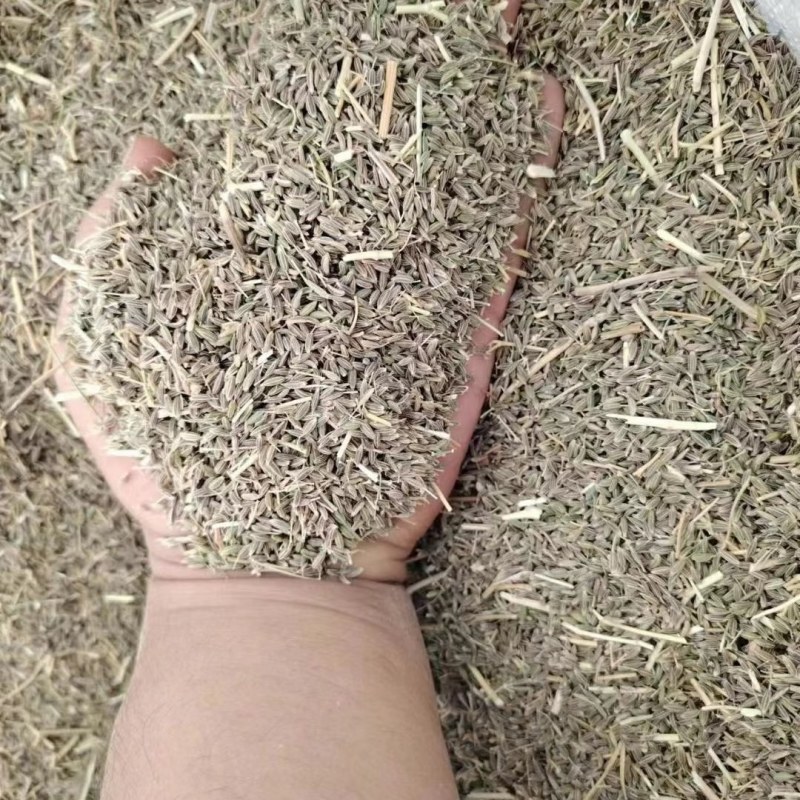 新疆孜然