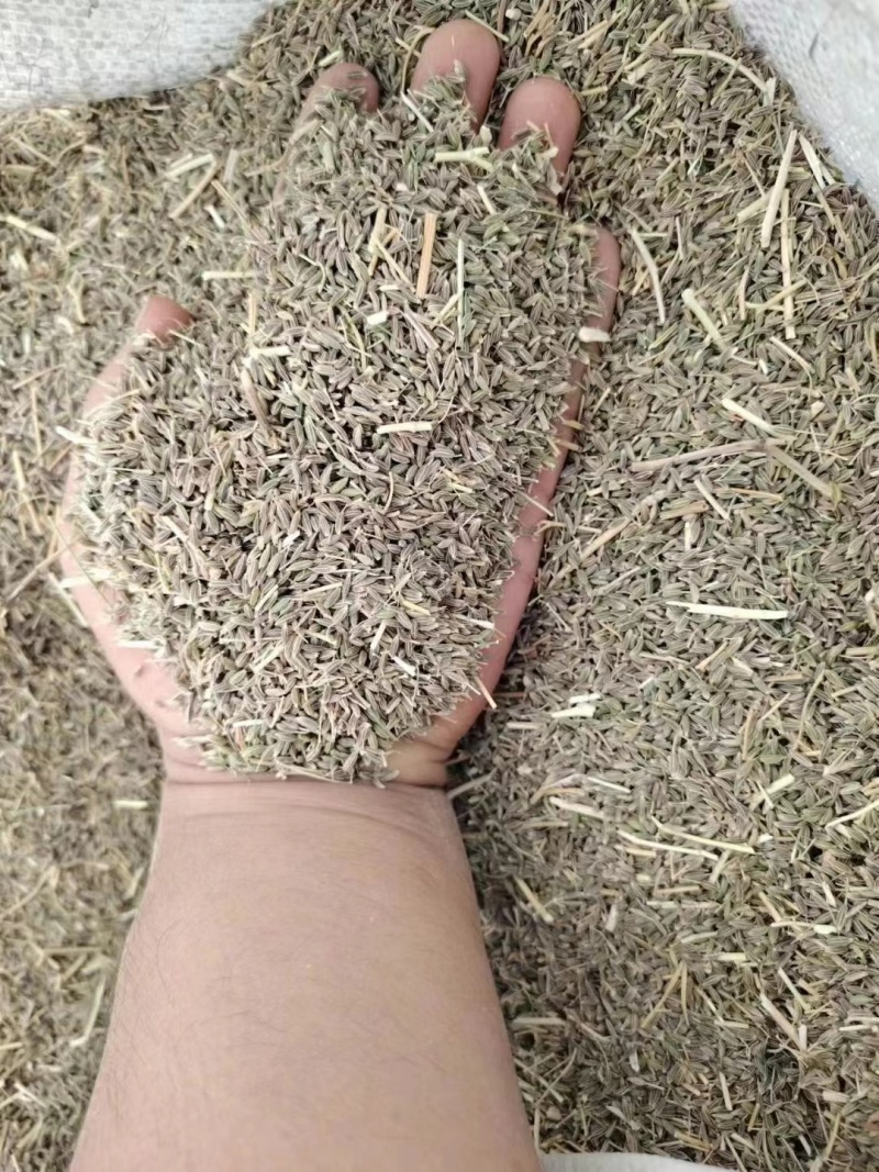 新疆孜然