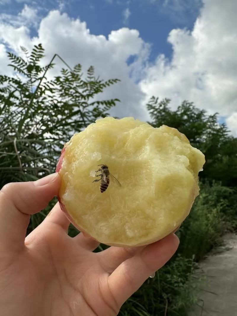 龙泉驿区水蜜桃白凤桃，又香又甜