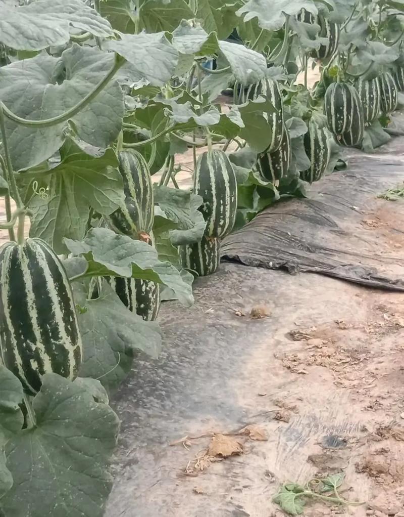 苏瑞博阳9号甜瓜种子博洋甜瓜薄皮超甜花皮香瓜种籽