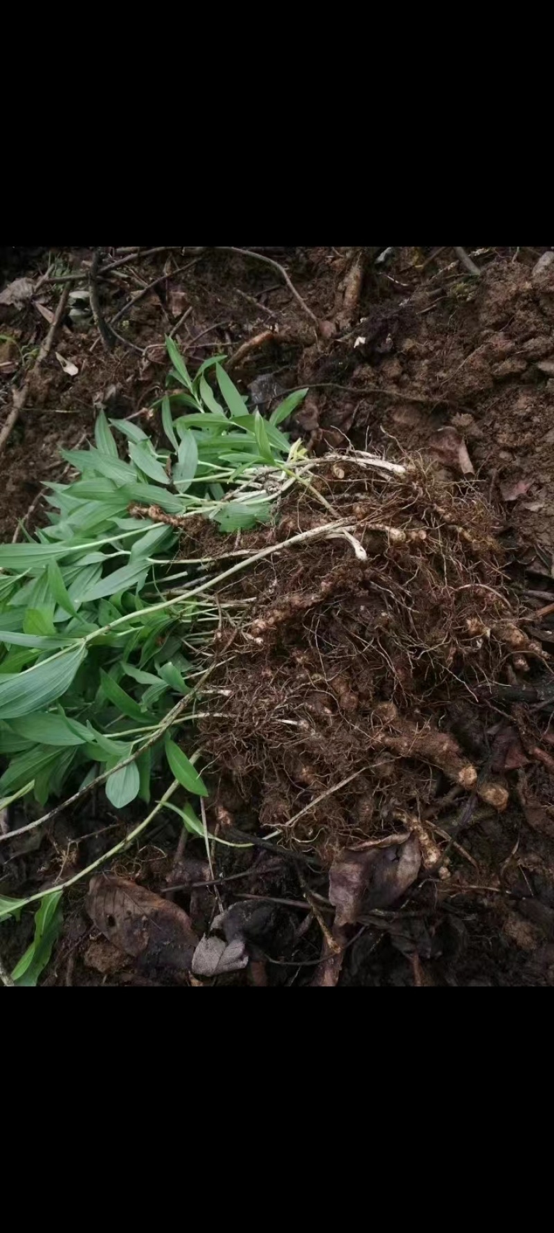 野生黄精