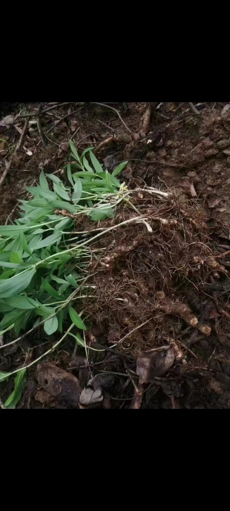 野生黄精