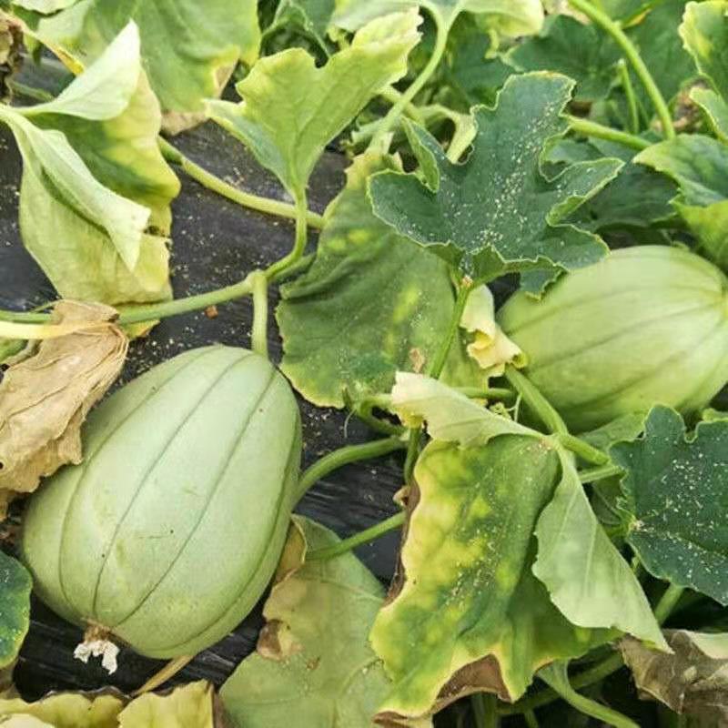 新宝岛香脆甜瓜种农之子牌抗病高品质蔬菜种早熟圆形青皮甜瓜