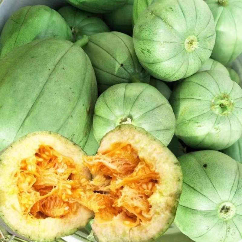 新宝岛香脆甜瓜种农之子牌抗病高品质蔬菜种早熟圆形青皮甜瓜