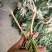 太阳花老庄