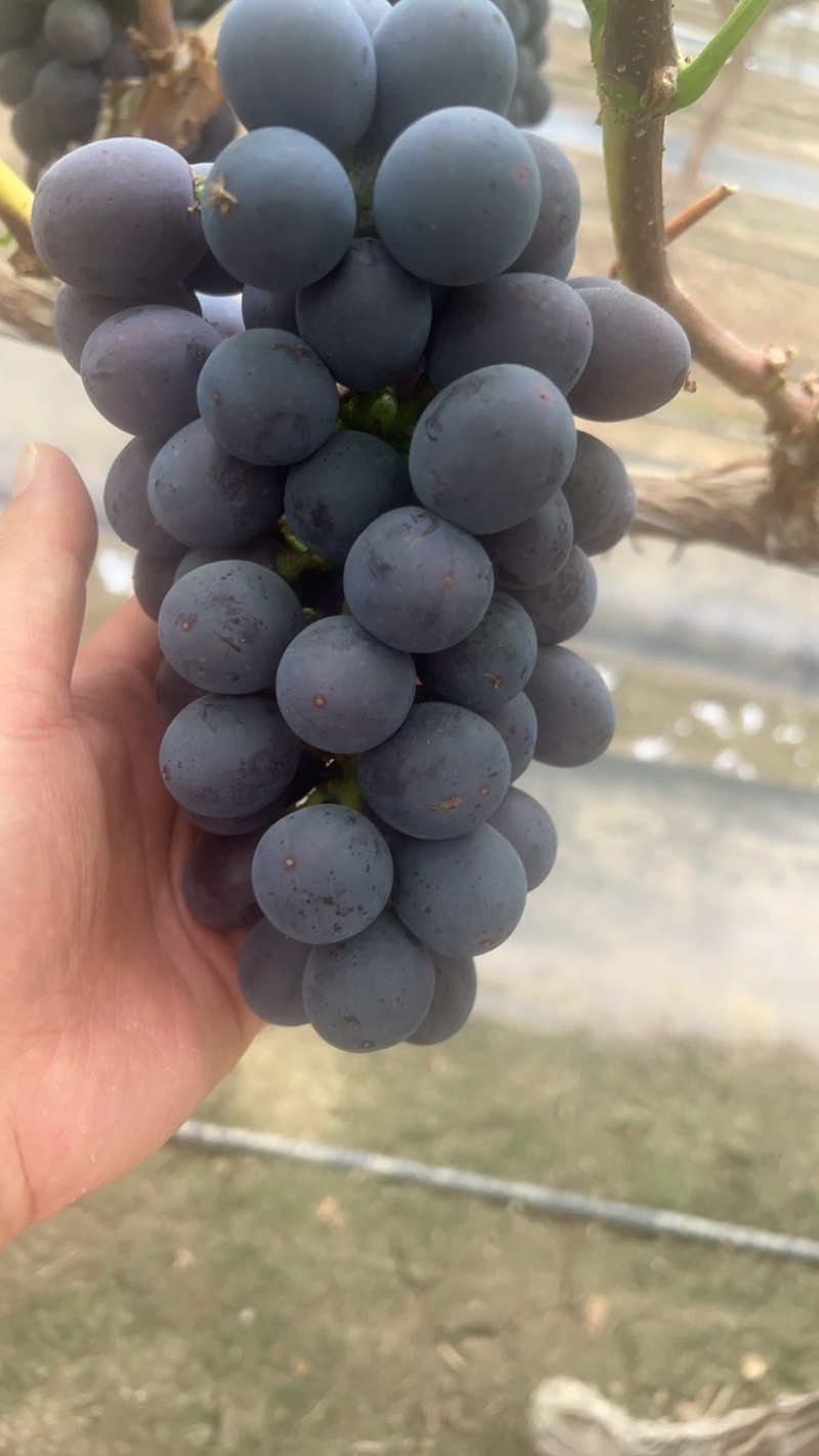 夏黑葡萄