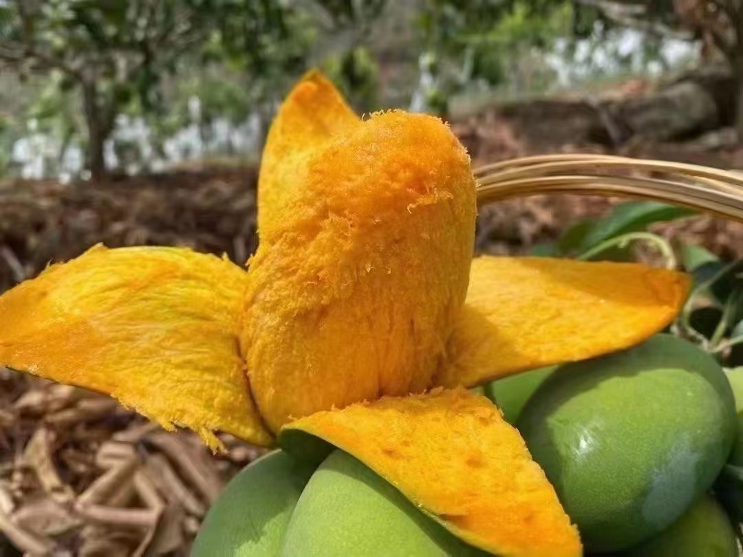 图片说明:一杯由芒果、鸡蛋和牛奶制成的奶昔,色泽金黄,口感顺滑,适合早餐饮用 芒果鸡蛋奶昔成品图