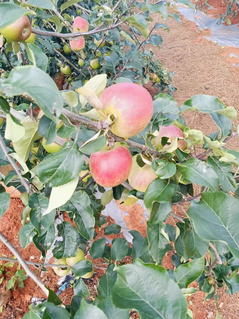 云南高原早熟苹果红露、华硕全新上市