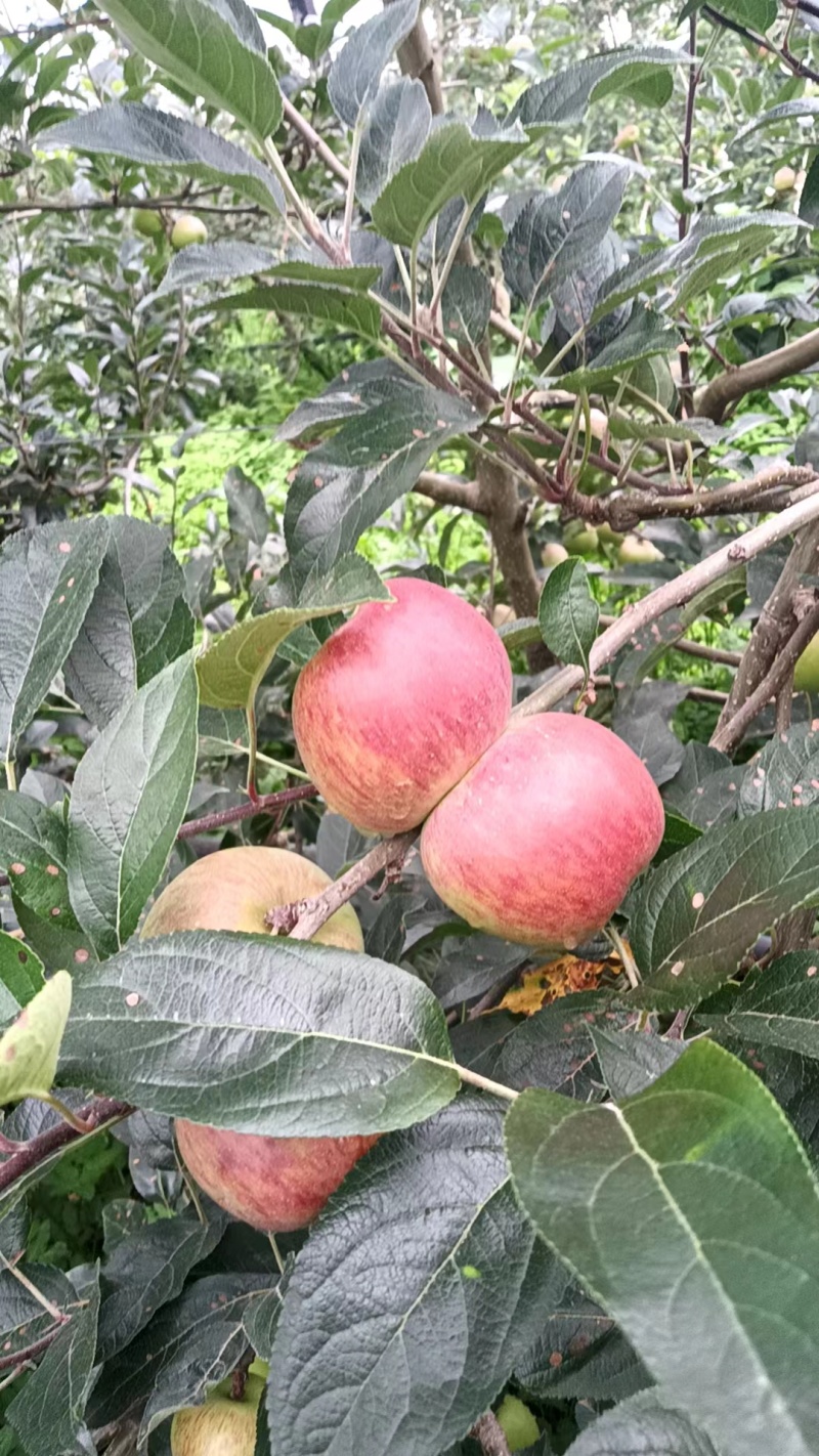 云南高原早熟苹果红露、华硕全新上市