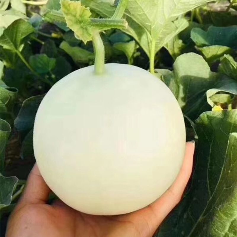 荃银高科冰糖雪梨甜瓜种子早熟白皮白瓤肉质酥脆高糖水果香瓜