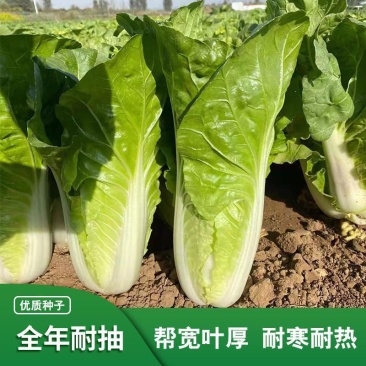 绿领速腾318快菜种子小白菜种子种籽四季疏菜快菜菜种