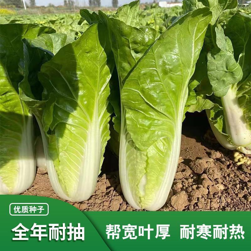 绿领速腾318快菜种子小白菜种子种籽四季疏菜快菜菜种