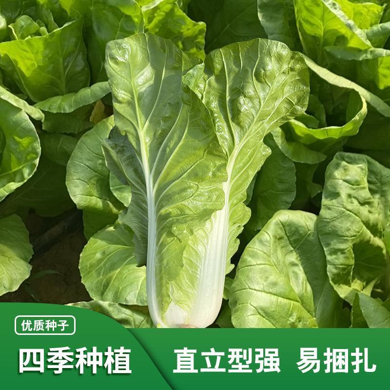 绿领速腾318快菜种子小白菜种子种籽四季疏菜快菜菜种