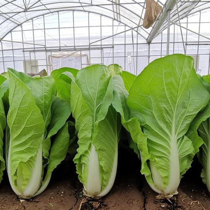 闪电快菜种子有机小白菜籽四季播早熟春季秋冬季种植青蔬菜