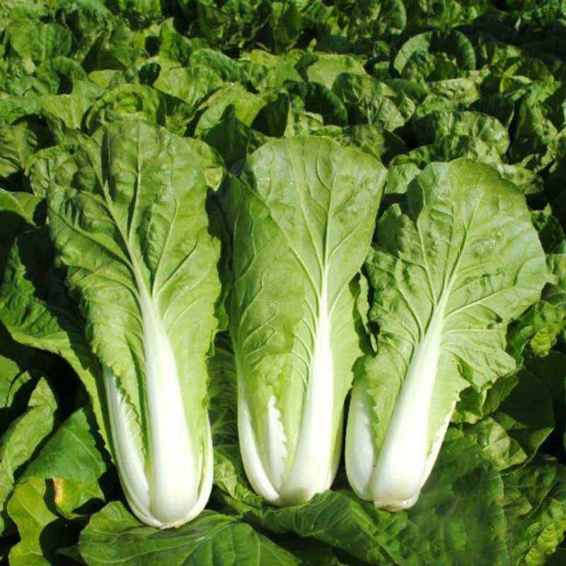 闪电快菜种子有机小白菜籽四季播早熟春季秋冬季种植青蔬菜
