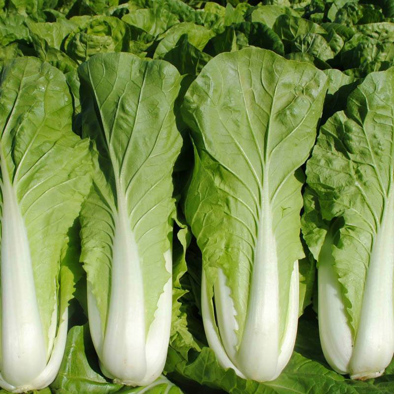 闪电快菜种子有机小白菜籽四季播早熟春季秋冬季种植青蔬菜