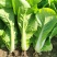 闪电快菜种子有机小白菜籽四季播早熟春季秋冬季种植青蔬菜
