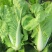 闪电快菜种子有机小白菜籽四季播早熟春季秋冬季种植青蔬菜