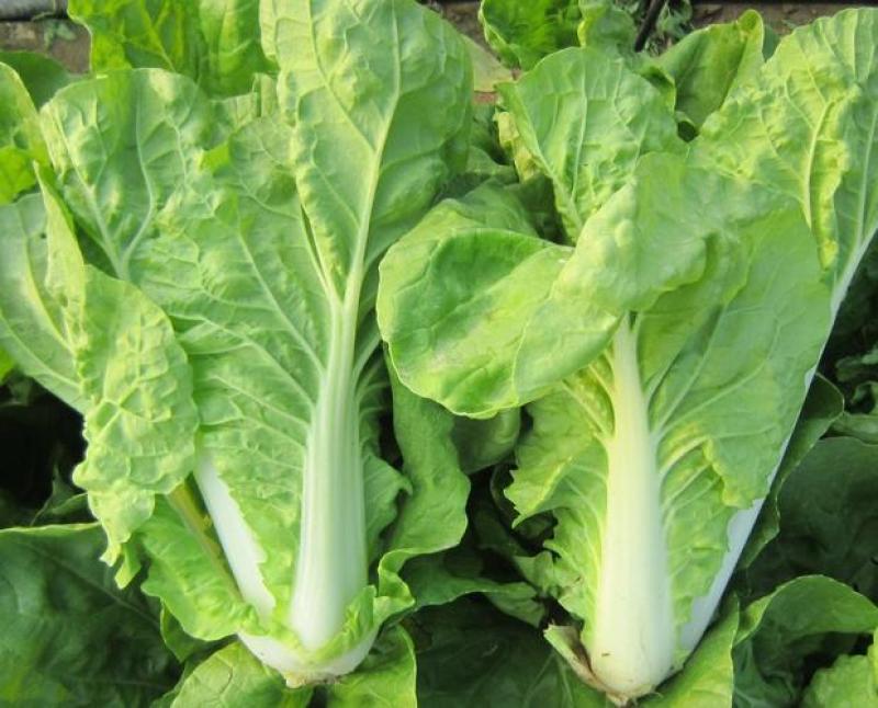 闪电快菜种子有机小白菜籽四季播早熟春季秋冬季种植青蔬菜