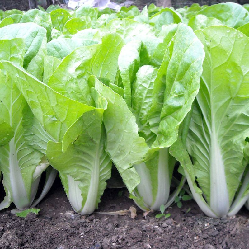 闪电快菜种子有机小白菜籽四季播早熟春季秋冬季种植青蔬菜