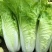闪电快菜种子有机小白菜籽四季播早熟春季秋冬季种植青蔬菜