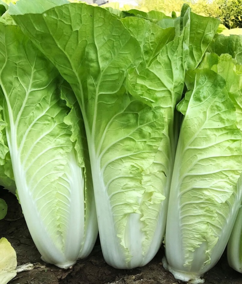 闪电快菜种子有机小白菜籽四季播早熟春季秋冬季种植青蔬菜