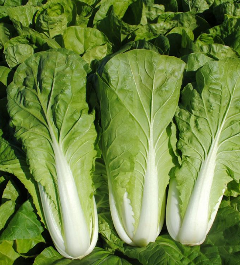 闪电快菜种子有机小白菜籽四季播早熟春季秋冬季种植青蔬菜