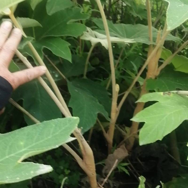 通草苗，大通草基地直发货源充足欢迎客户来电咨询