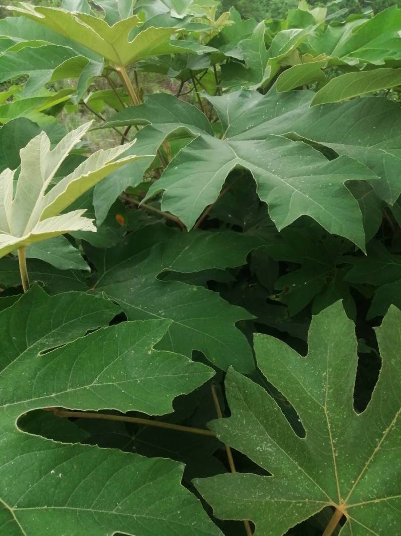 通草苗，大通草基地直发货源充足欢迎客户来电咨询