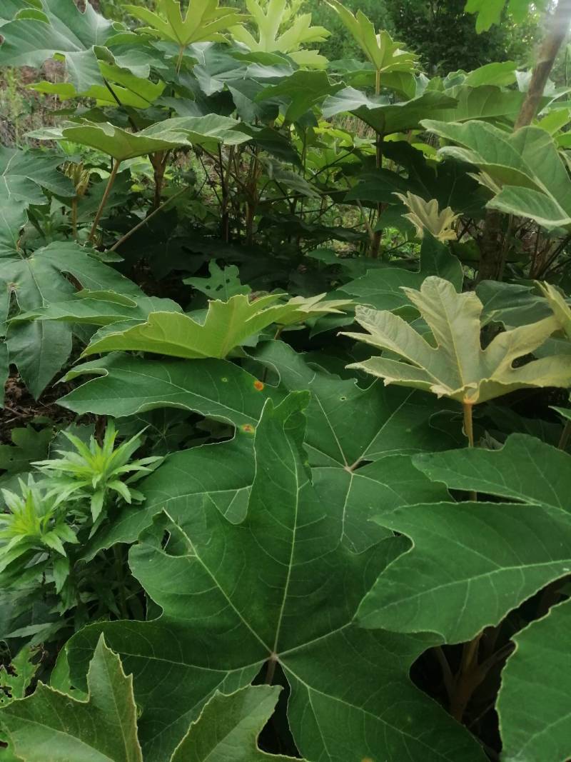 通草苗，大通草基地直发货源充足欢迎客户来电咨询