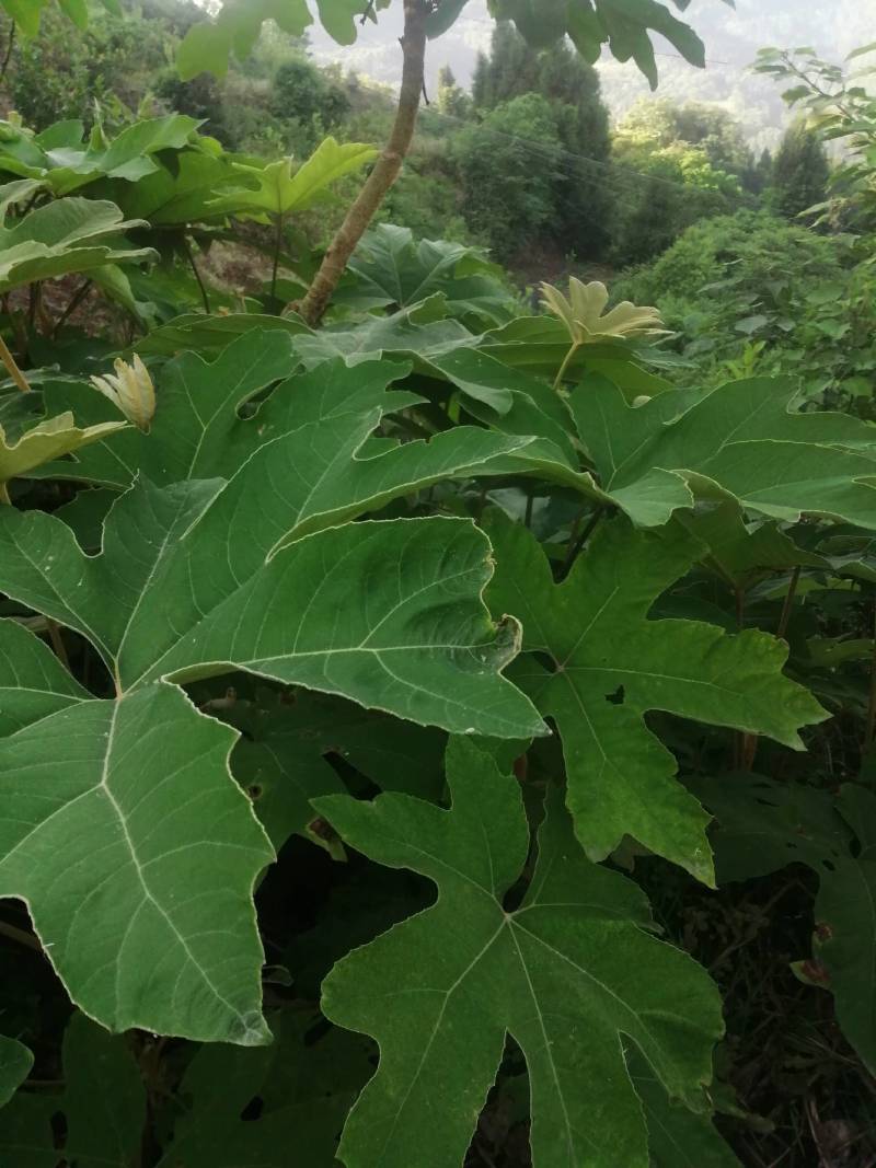 通草苗，大通草基地直发货源充足欢迎客户来电咨询