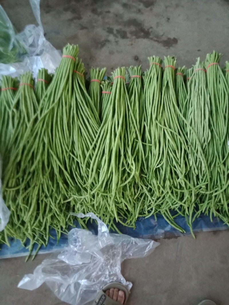 精品长豆角，诚信经营，保质保量！欢迎客商合作！