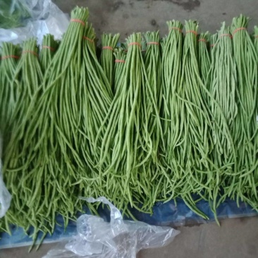 精品长豆角，诚信经营，保质保量！欢迎客商合作！