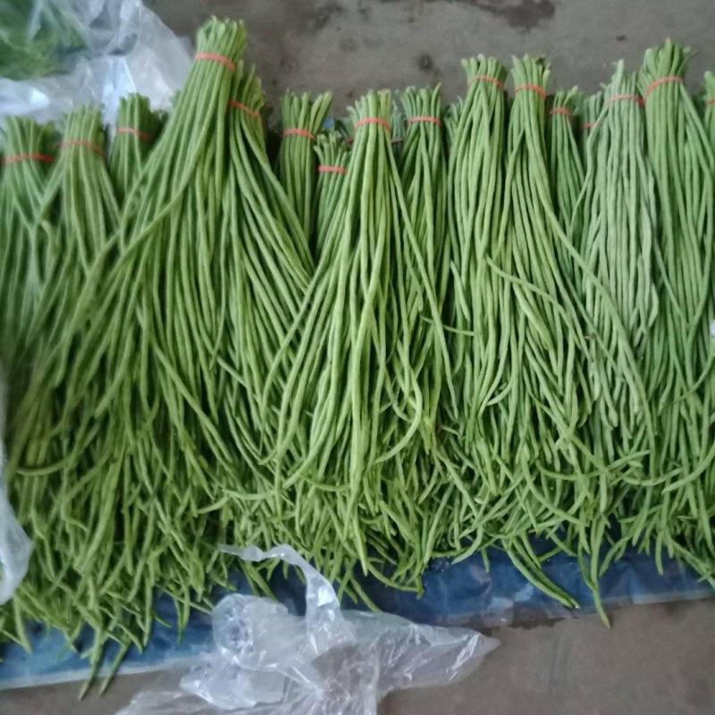 精品长豆角，诚信经营，保质保量！欢迎客商合作！