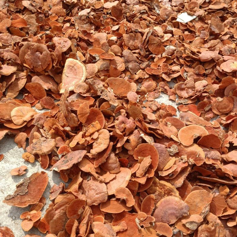 红栓菌牛樟芝产地一手货源量大从优全国发货