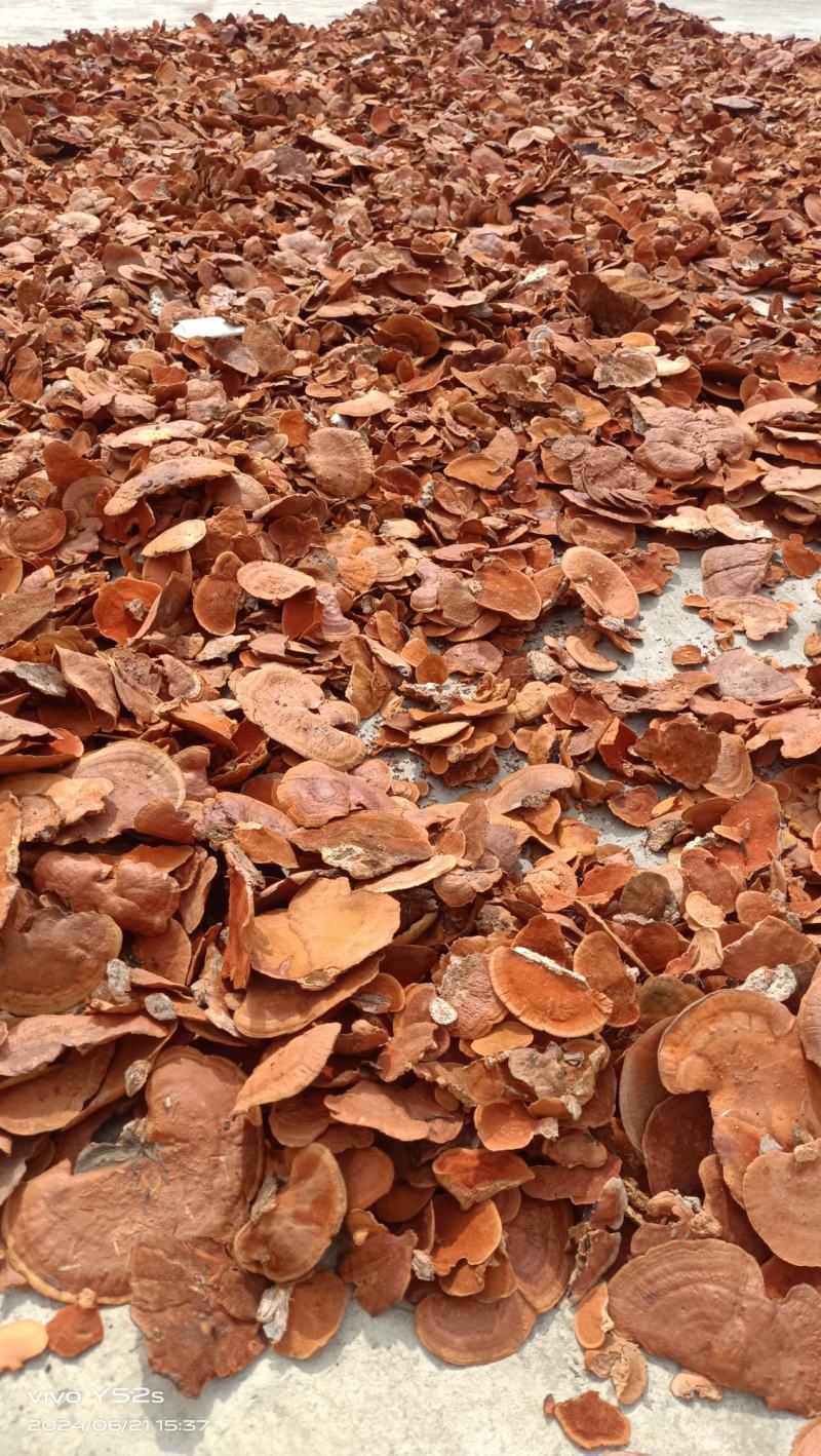 红栓菌牛樟芝产地一手货源量大从优全国发货