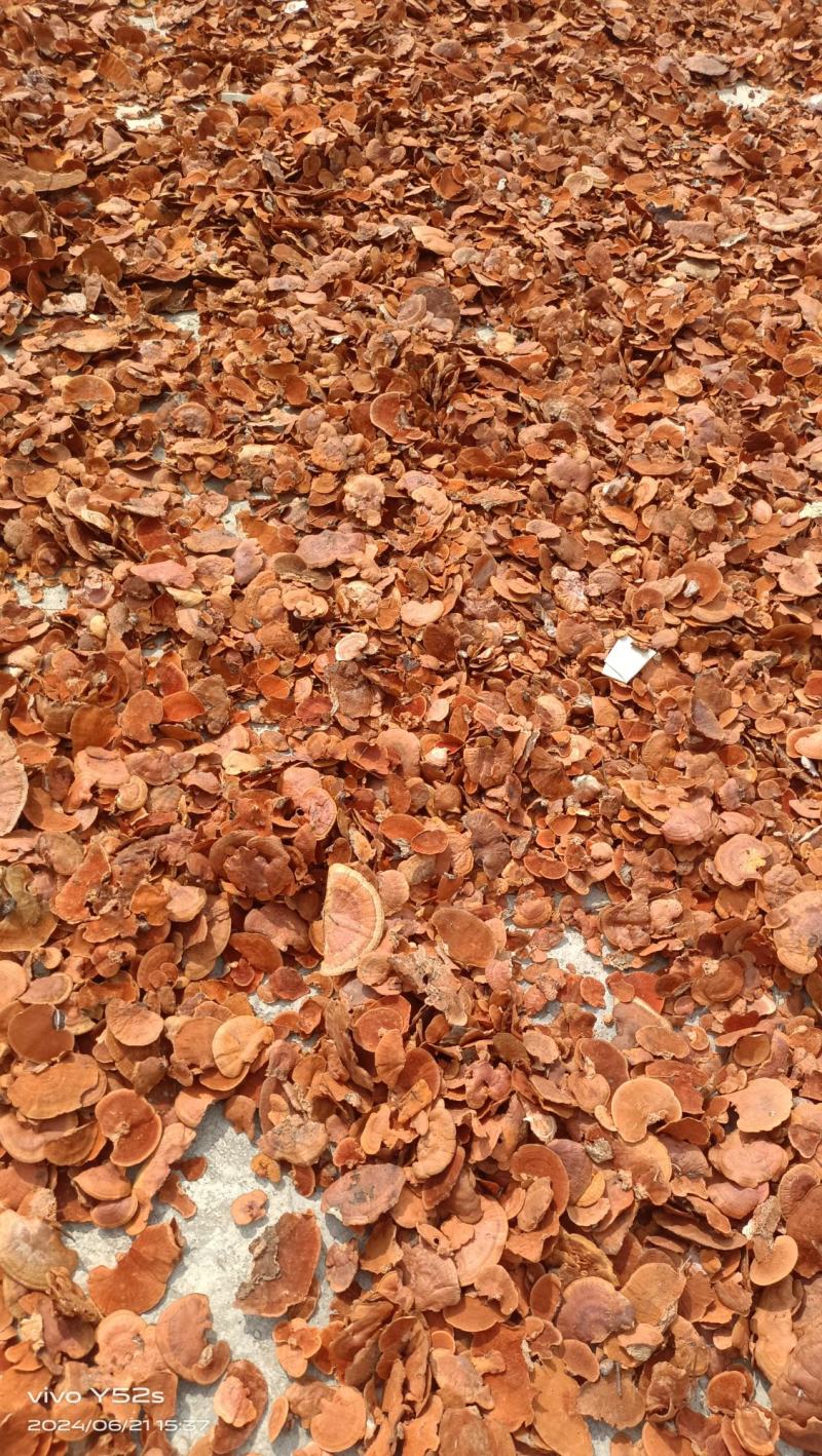 红栓菌牛樟芝产地一手货源量大从优全国发货