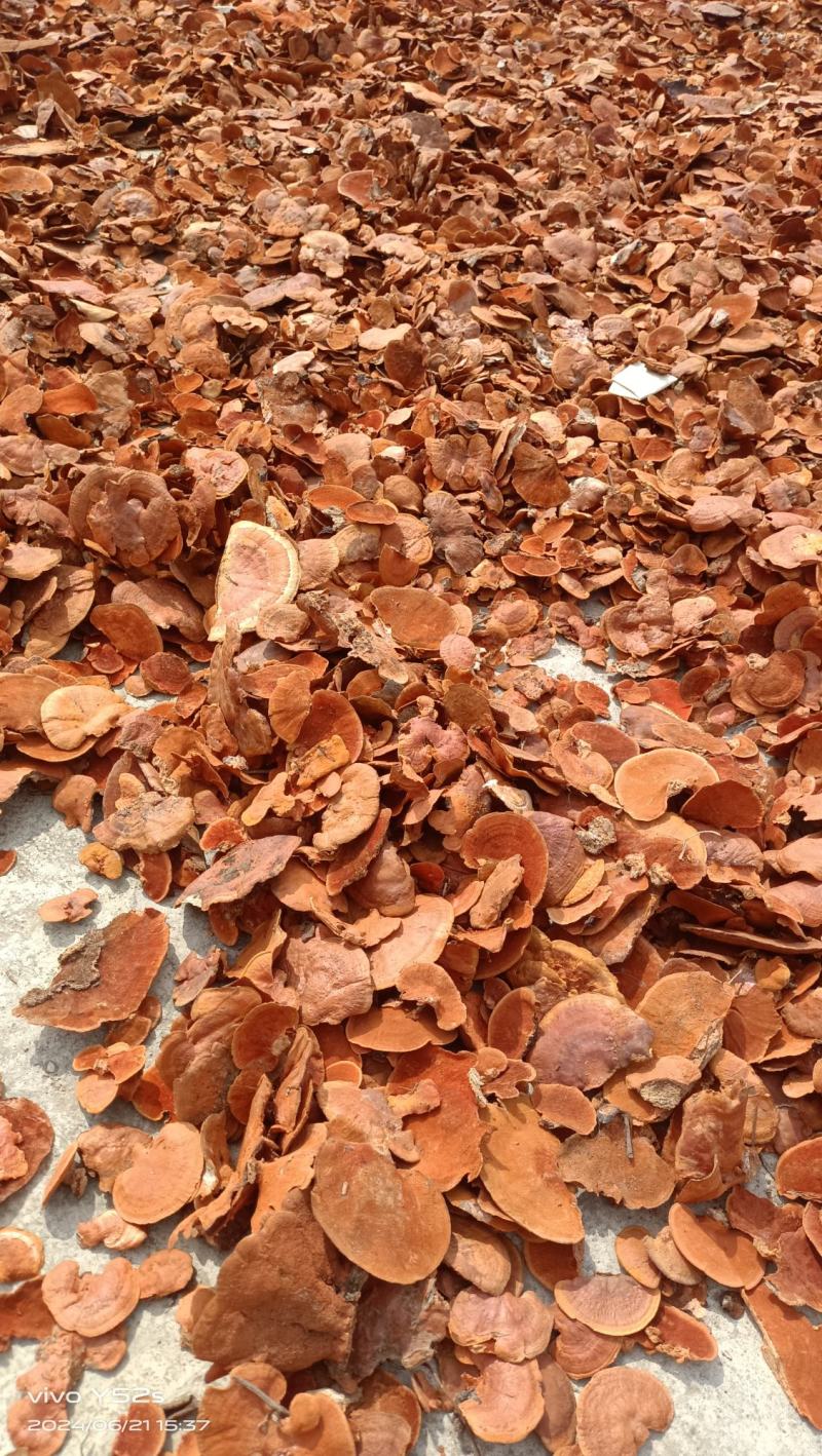 红栓菌牛樟芝产地一手货源量大从优全国发货