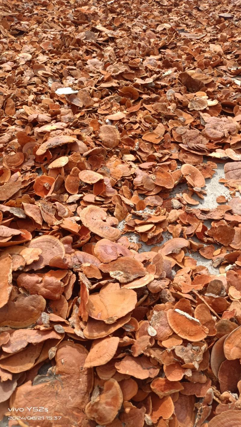 红栓菌牛樟芝产地一手货源量大从优全国发货
