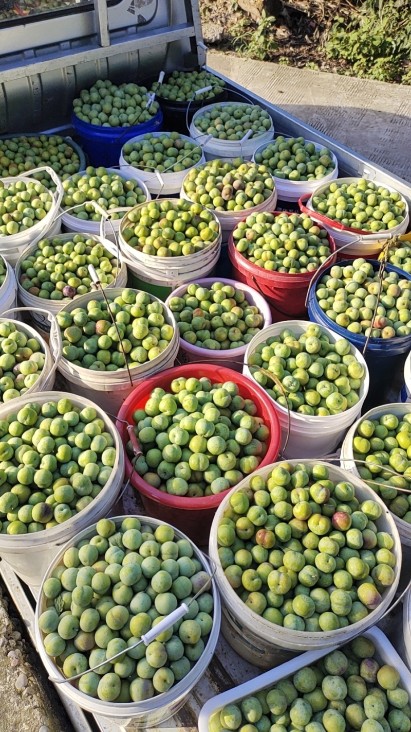 半边红，茵红李，五月脆，大量上市，货源充足，又脆又甜