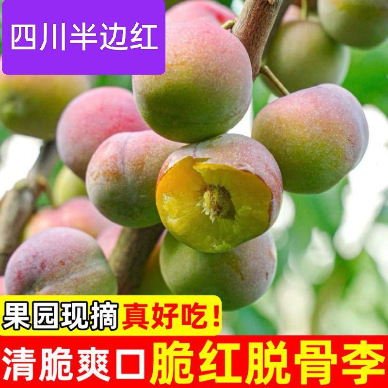 正宗四川半边红李子脱骨李茵红李大量对接电商平台一手货源