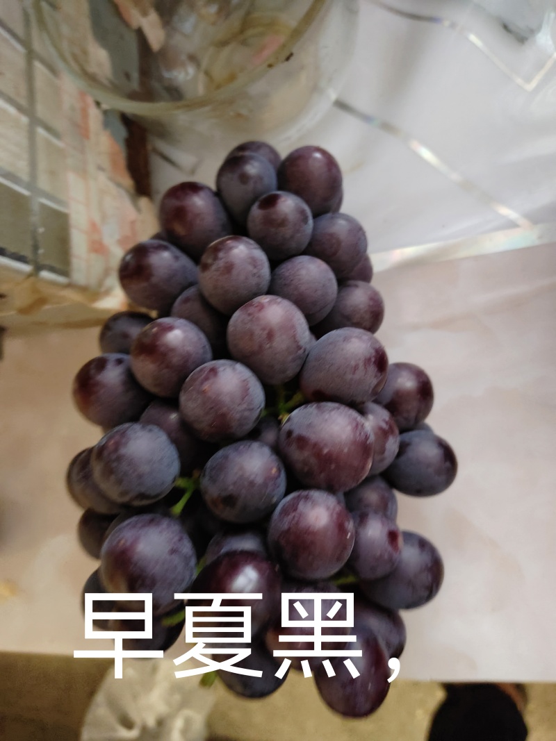 夏黑，红无核