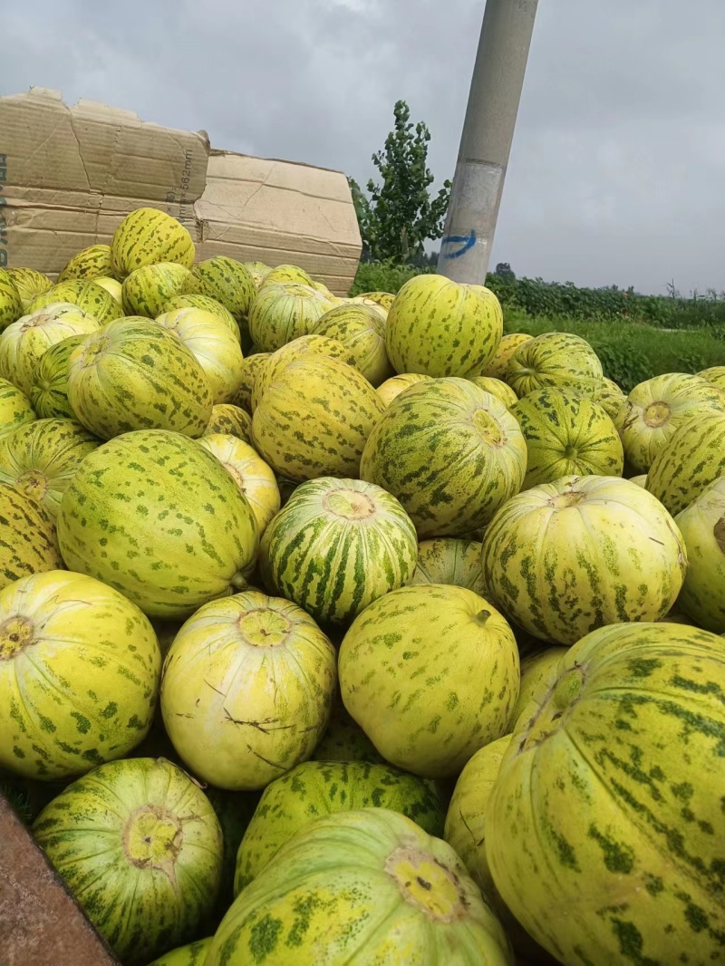 陆地头茬绿宝甜瓜花蕾甜瓜大量上市了，欢迎新老客户前来选购