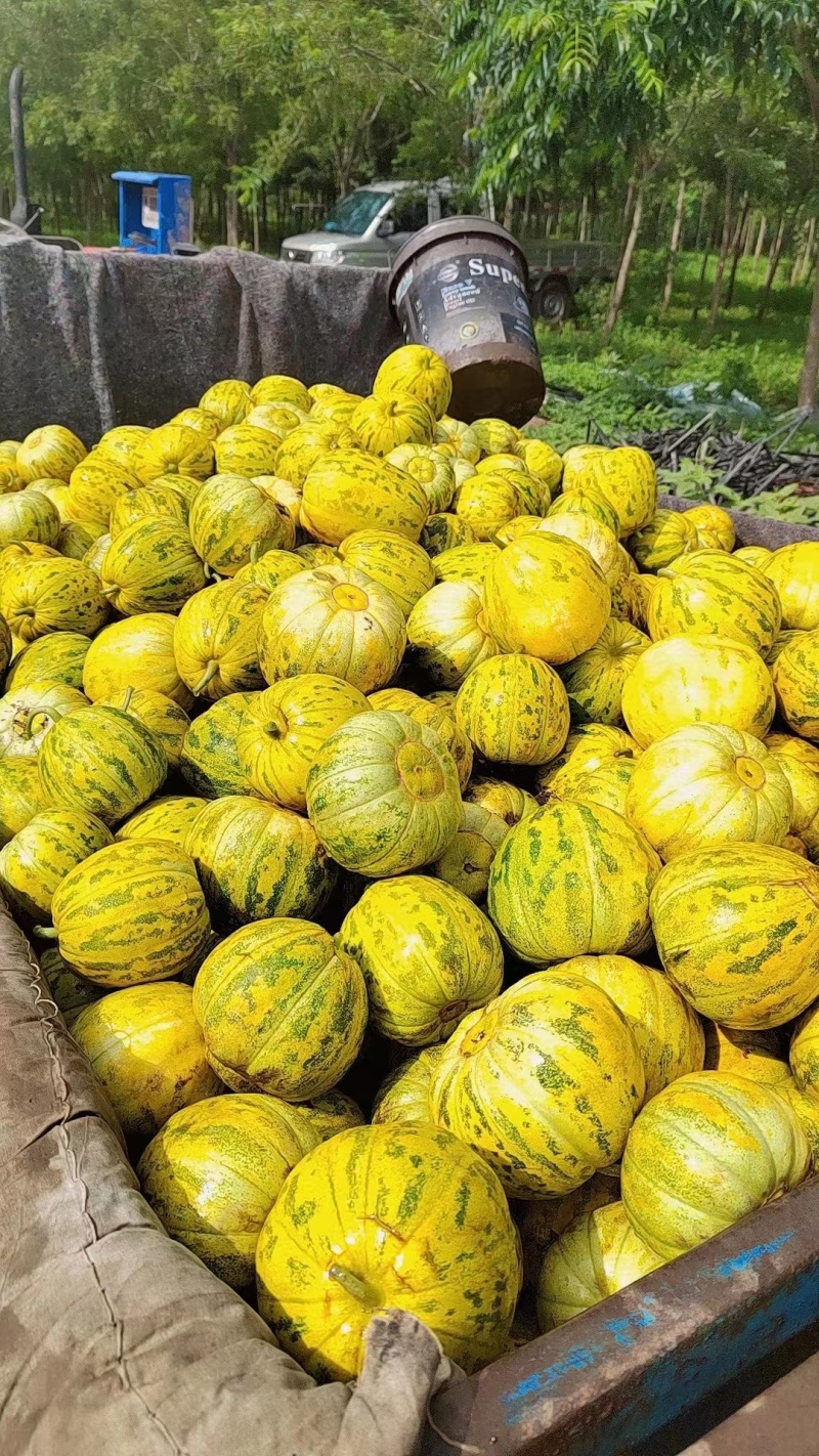 陆地头茬绿宝甜瓜花蕾甜瓜大量上市了，欢迎新老客户前来选购
