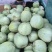 陆地头茬绿宝甜瓜花蕾甜瓜大量上市了，欢迎新老客户前来选购