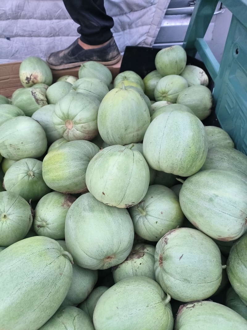 陆地头茬绿宝甜瓜花蕾甜瓜大量上市了，欢迎新老客户前来选购
