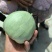 陆地头茬绿宝甜瓜花蕾甜瓜大量上市了，欢迎新老客户前来选购