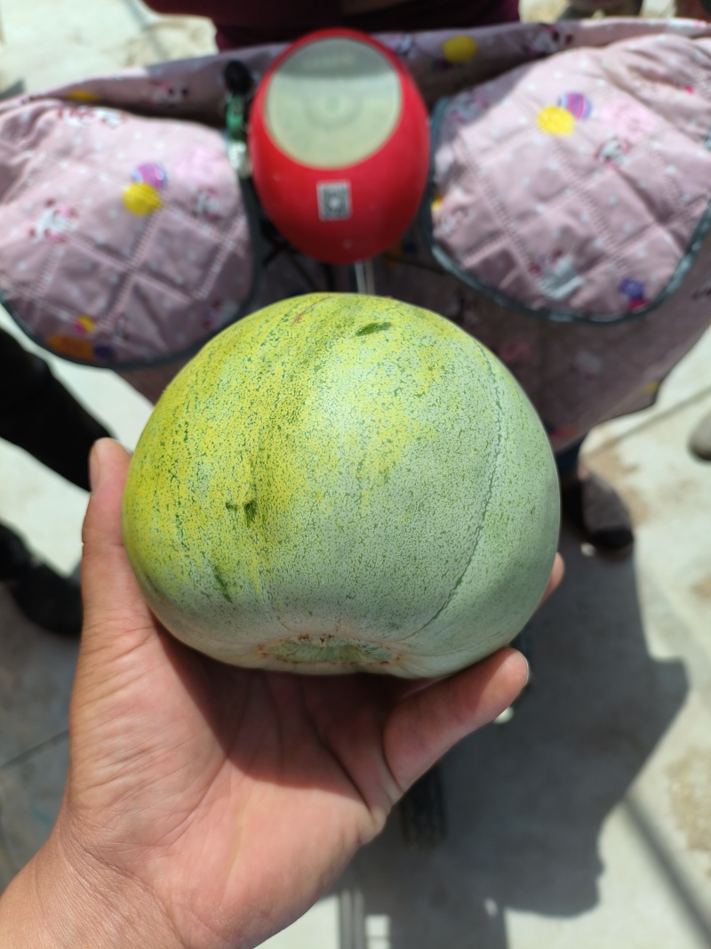 陆地头茬绿宝甜瓜花蕾甜瓜大量上市了，欢迎新老客户前来选购