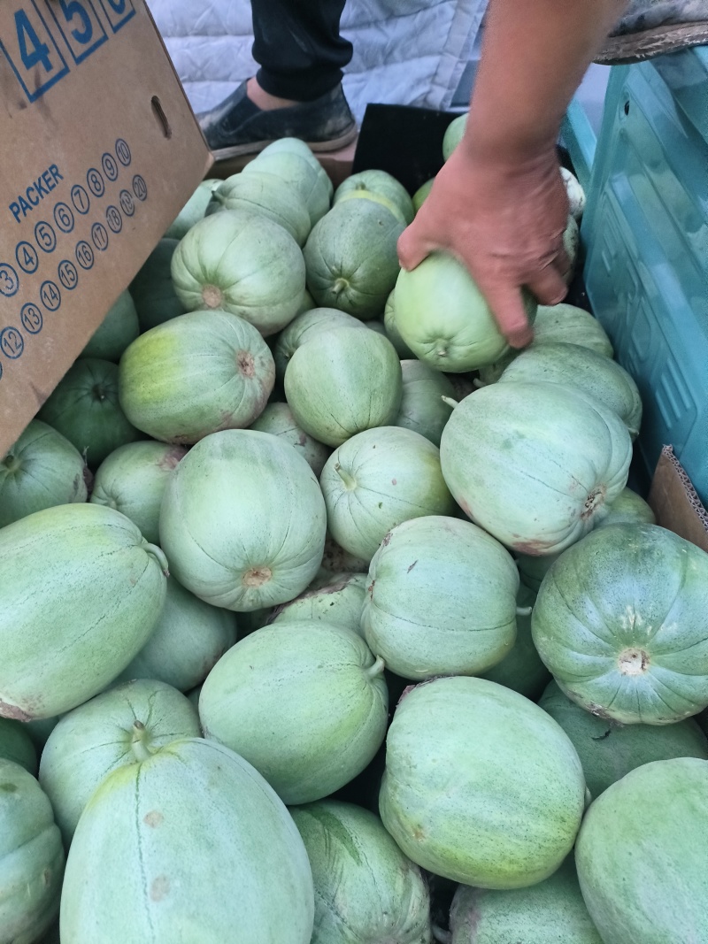 陆地头茬绿宝甜瓜花蕾甜瓜大量上市了，欢迎新老客户前来选购